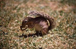 Image of Unstriped Ground Squirrel