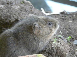 Image of Eurasian Water Vole