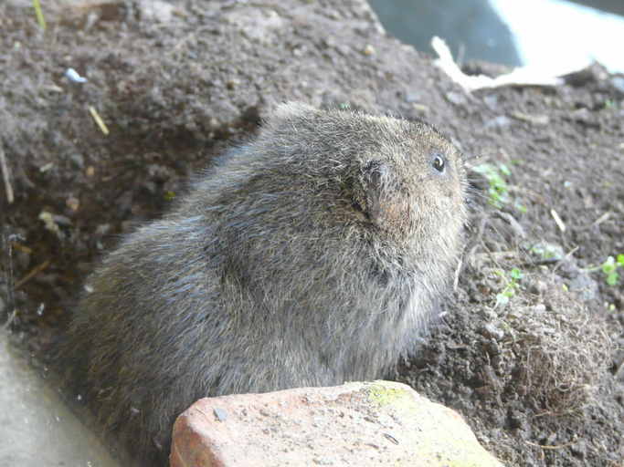 Image of Eurasian Water Vole