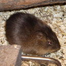 Image of Greater Guinea Pig