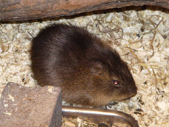 Image of Greater Guinea Pig