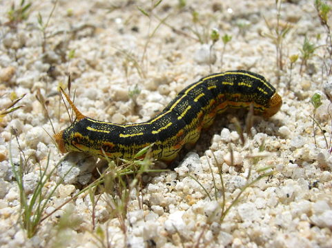 Image of White-lined Sphinx