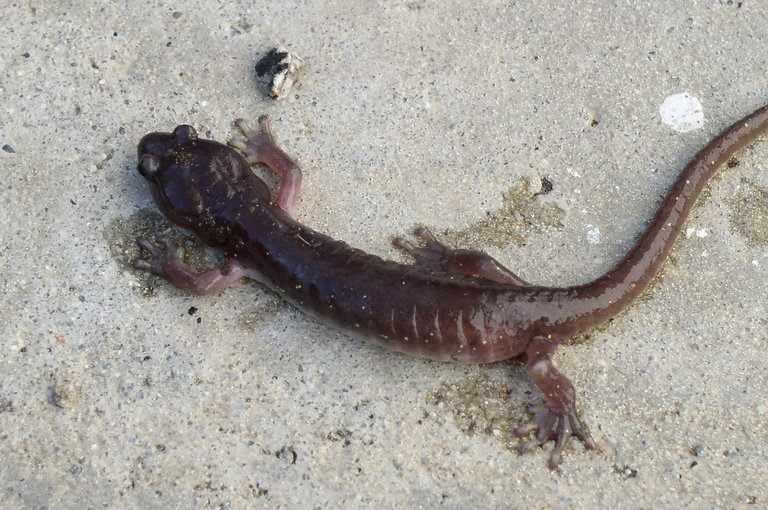 Image of Arboreal Salamander