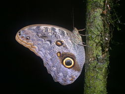 Image of Owl Butterflies