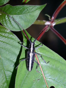 Taeniotes scalatus (Gmelin 1790) resmi