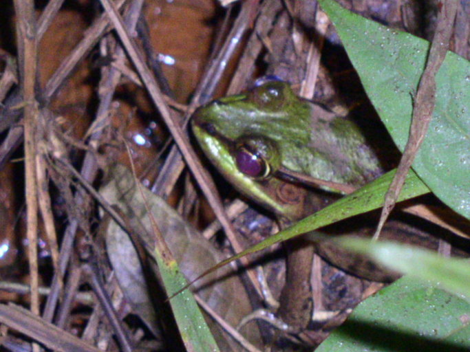 Image of Common Marsh-Frog