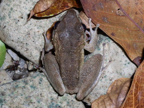 Image of Fitzinger's Robber Frog