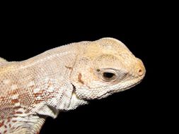 Image of Northern Desert Iguana