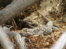 Image of Long-nosed Leopard Lizard