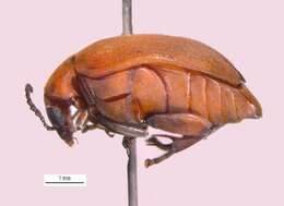 Image of Amblycerus