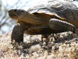 Image of desert tortoise