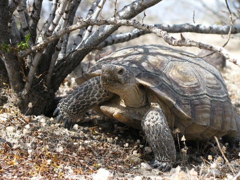 Image of desert tortoise