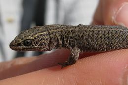 Image of Desert Night Lizard