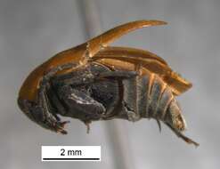 Image of Amblycerus