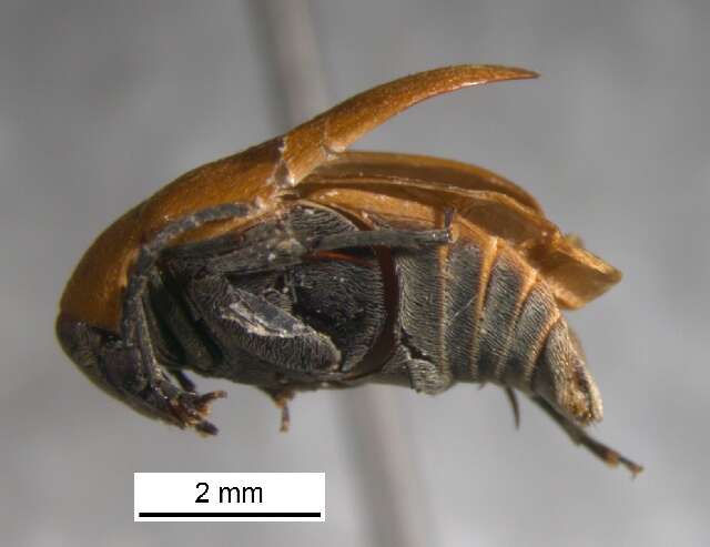 Image of Amblycerus