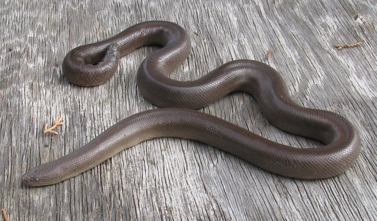 Image of Northern Rubber Boa