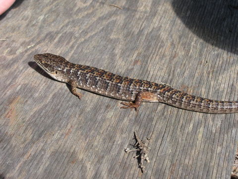 Image of Southern Alligator Lizard