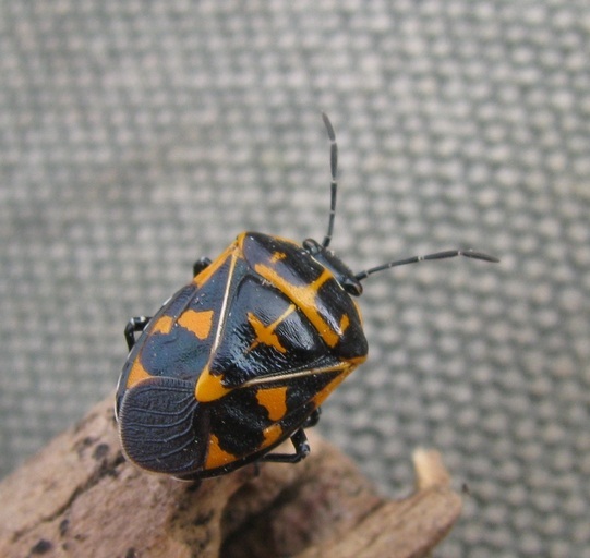 Image of Harlequin Bug