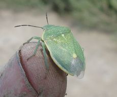 صورة Chlorochroa (Chlorochroa) sayi Stål 1872