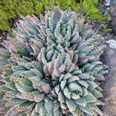 Image of <i>Aloe brevifolia</i> var. <i>postgenita</i>