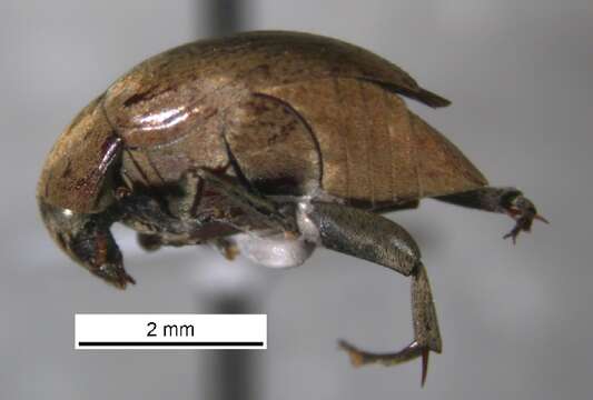 Image of Amblycerus