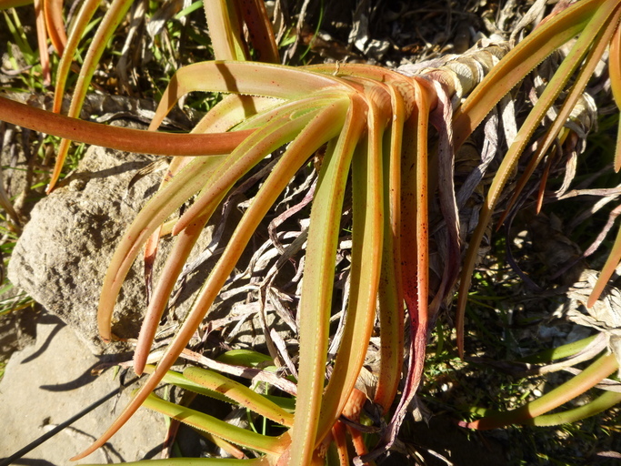 Sivun Aloe inyangensis Christian kuva