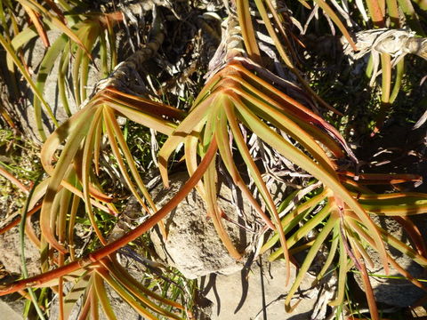 Image of Aloe inyangensis Christian