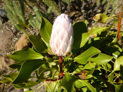 Image of king protea