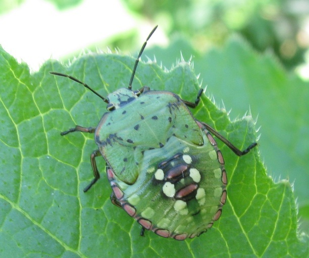 Image of Southern green stink bug