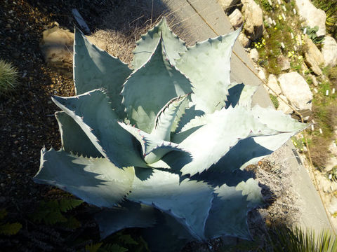 Agave colorata Gentry resmi