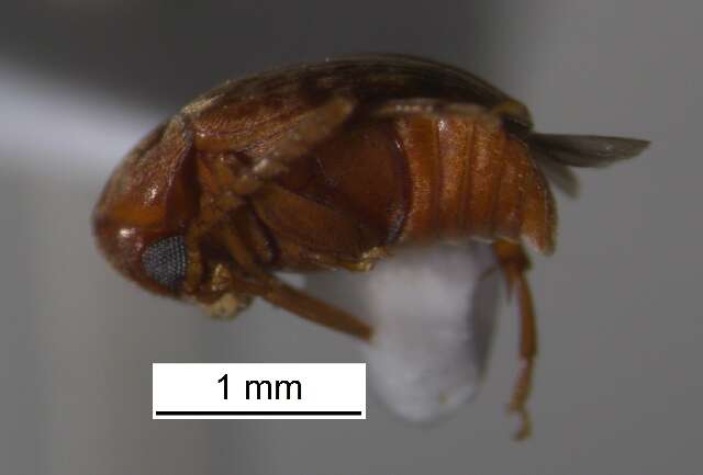 Image of Amblycerus