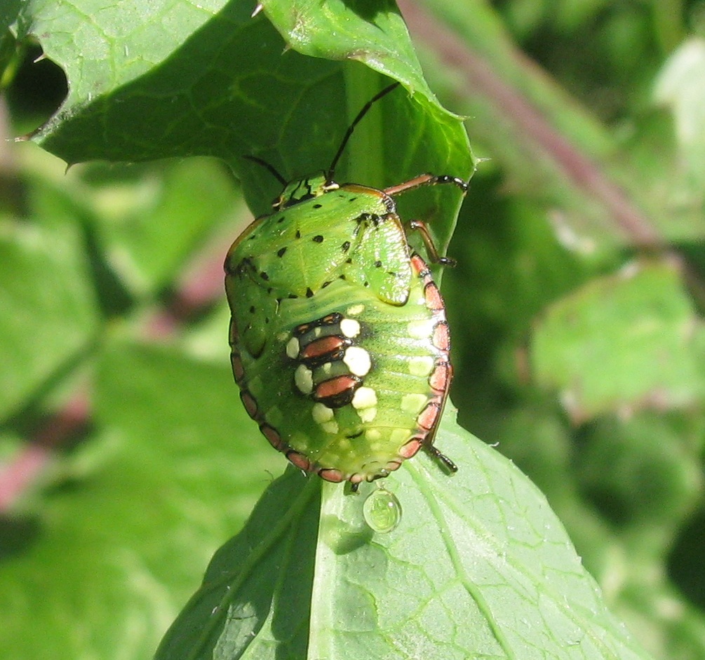 Image of Southern green stink bug