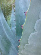 صورة Agave fortiflora Gentry