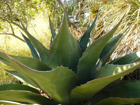 Image of <i>Agave <i>atrovirens</i></i> var. atrovirens