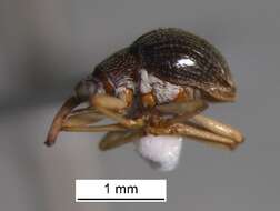 Image of Apionitae