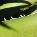 <i>Agave lechuguilla</i> resmi