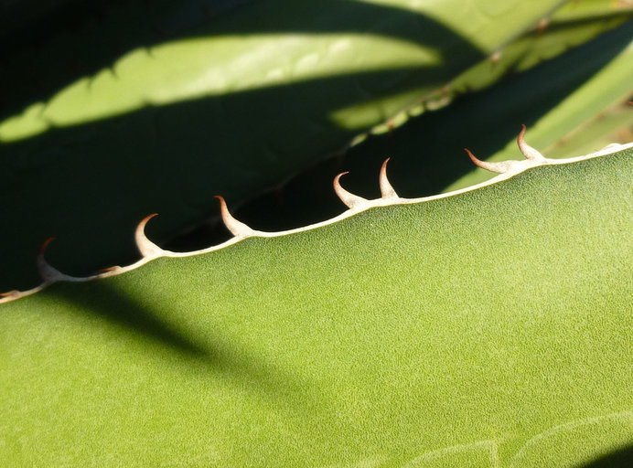 <i>Agave lechuguilla</i> resmi