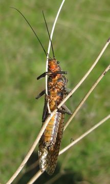 Image of Giant Salmonfly