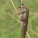 Image of Giant Salmonfly