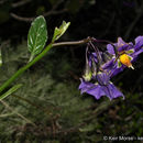 Image de Solanum parishii A. A. Heller