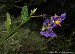 Image of Parish's nightshade