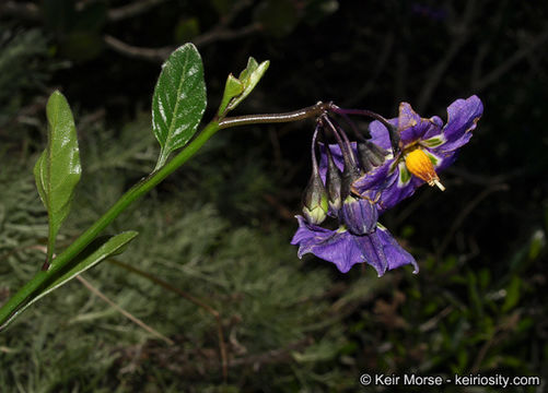 Слика од Solanum parishii A. A. Heller