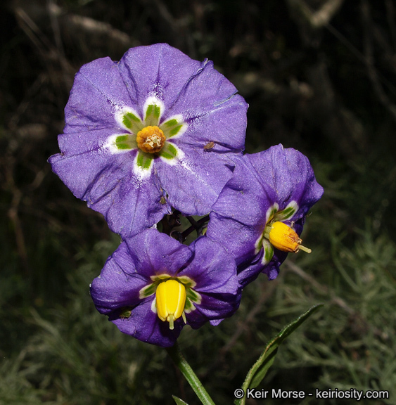 Image of Parish's nightshade