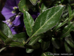 Image of Parish's nightshade