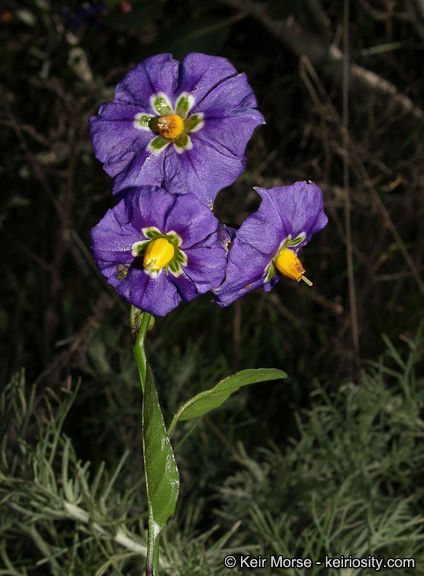 Image of Parish's nightshade