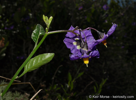 Image of Parish's nightshade