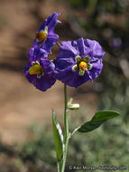 Image of Parish's nightshade