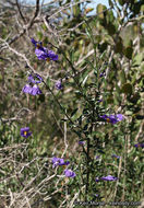 Image of Parish's nightshade