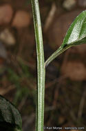 Image of Parish's nightshade