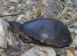Image of mud turtle